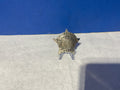 Vintage Patrolman Security Guard Star Badge
